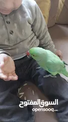  19 ببغاء درارة هندي ذكر اسمو كوكو عمر سنتين مطوق اليف جدا ما بعض نهائي لعوب بحب الاطفال