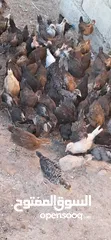  2 صيصان جاج بلدي