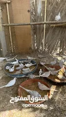  9 Dove bird pigeon دوف مكس للمهتمين للتربية منتج