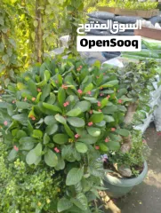  3 Garden Mantince New Garden