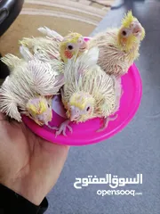  1 افراخ كوكتيل الاتينو عين حمرا