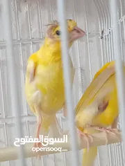  5 أربع حبات بناديك جنوبي عمر ثلاث شهور للتواصل زرقاء جبل طارق