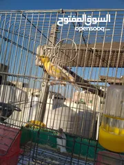  2 جوز كنار نخب اول خيرهن معهم فرخ