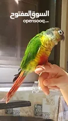  2 جرين شيك أليف وبألوان مميزة للبيع "ببغاء green cheek"
