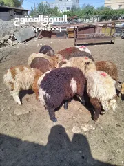  1 خرفان وعبور