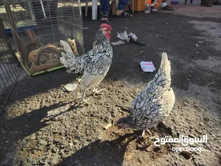  3 ديك وجاجه شبرايت للبيع الزرقاء حي شاكر