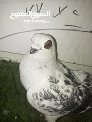  2 حمام كش للبيع كوم