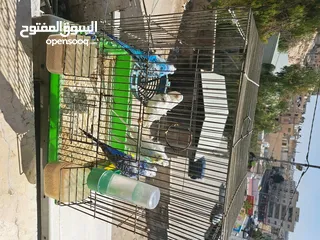  3 حب هوجو روما