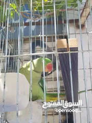  13 ببغاء كساندرا  متكلم ثوب كامل حجم دبل دبل دبل جامبو لعوب بسبح للي خلقه الوان غامقه جميله
