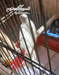  2 فرخ كنار ابيض صافي