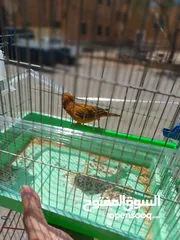  1 كناري للبيع فحول