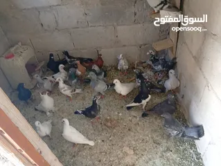  2 حمام للبيع الوان كش  طيور حمام
