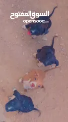  3 جراو بيتبول للبيع رقم الهاتف