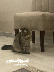  2 قطه شيرازي للبيع العمر  سبعه اشهر