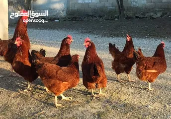  5 بيض وصيصان سلالات نادره