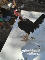  2 دجاجه وديج أبو ركيبه المكان نزيله أبي الخصيب