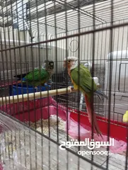  2 جوز كنيور جرين شيك هاي رد شغال للبيع  لا تتصل ألا اذا كنت بدك تشتري