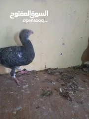  7 جوز معو فراخ  و بيض
