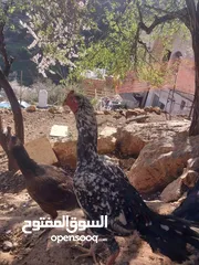  3 بيض دجاج باكستاني حر مخصب