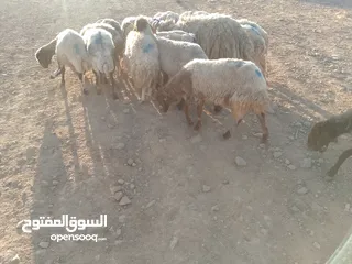  8 بلدي نفس الصور بالضبط عقائق ومناسبات ونذر اوزان 20 ل30 لحم صافي