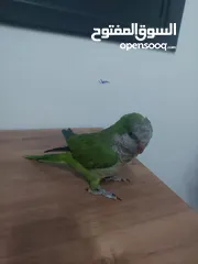  2 ببغاء كوكر