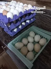  3 بيض بلدي للبيع