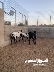  2 طقم بريش للبيع مستوا راهي