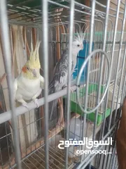  1 زوج كوكتيل بسعر حرق