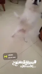  4 بوميرينيان للبيع