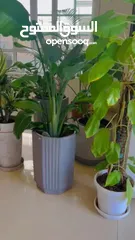  25 Indoor and outdoor plants