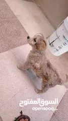 4 كلب عمر شهرين بيور