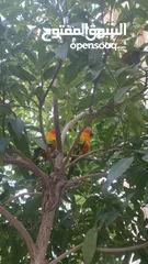  2 Two sun conures with everything