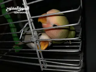  1 فرخين روز لون ازرق واخضر