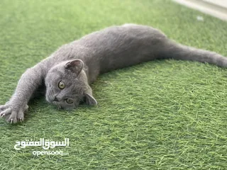  2 قطة روسية زرقاء