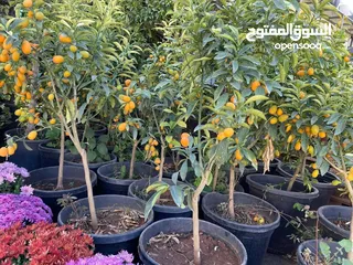  30 مشاتل الاندلس لانتاج وبيع جميع انواع الاشجار البلديه والمستوردة