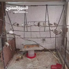  8 طيور جنه 15جوز. 30طير