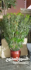  1 Nerium oleander big plant with out pots