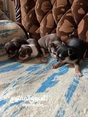  4 Chihuahua puppies