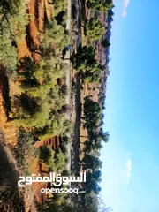  1 أرض للبيع مساحة 4500م2 قوشان مستقل جرش