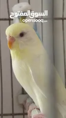 8 جوز حب للبيع