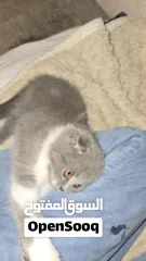  6 Scottish fold female kitten  3 month old