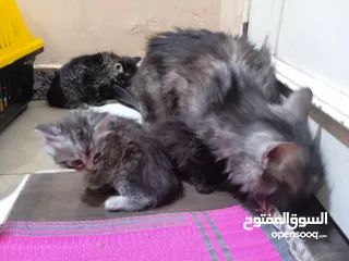  2 قطة بأولادها