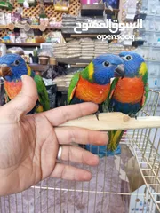 2 لوري اليف زق يدوي