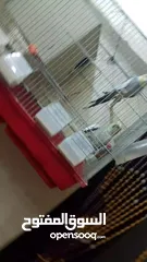  3 عصافير كوكتيل