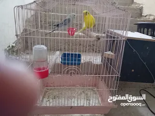  3 طيورحب  للبيع