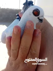  1 بعد الصلاة ع النبي جوزين بواز بلديات نخب اول ع حل شغالات جفن ودماغ ع طبيعه أجمل من الصور
