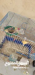  11 عصافير كنار