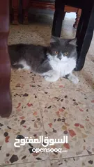  2 قط بيتي رائع