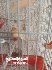  23 طيور كناري جاهزة بحالة وصحة جيدة