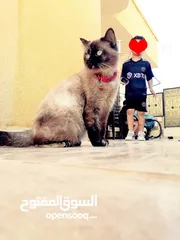  4 بسينة هملايا عمرا سنة